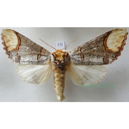 Phalera bucephala (Linnaeus, 1758) female Narożnica zbrojówka Czech35l